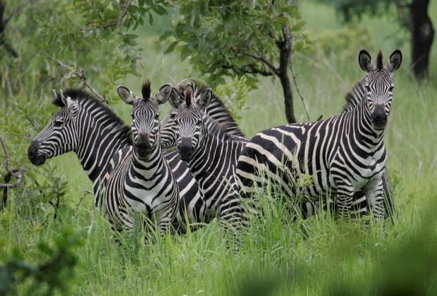 Day Trip-Arusha National Park